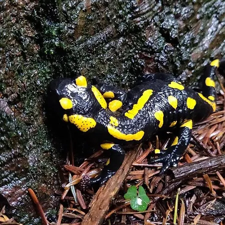 Dom Pod Salamandra Koninki *
